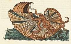 Argonauta argo - "Histoire naturelle des estranges poissons marins" - Pierre Belon - 1551