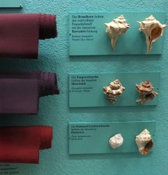 Nuances de teinture suivant l'espèce de muricidées -  © Museum d' Histoires Naturelles de Vienne (Autriche)
