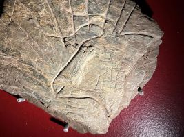 Aurochs rayonnant Gravé sur plaquette de schiste – Abri du Rocher de l’Impératrice (Eugénie s'y serait rendue pour y admirer la vue?) à Plougastel-Daoulas (Finistère) - Période Azilien (13000 ans) fin du Paléolithique entre les chasseurs cueilleurs du magdalénien et les agriculteurs du Néolithique