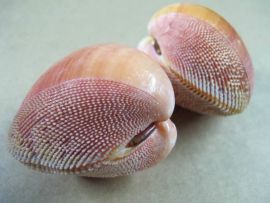 Cardium Bechei