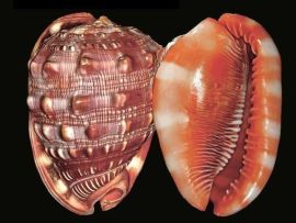 Cypreacassis rufa - © alchetron.com