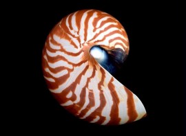 Nautilus macromphalus