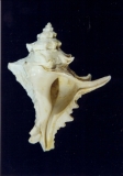 Crassimurex calcitrapa - Photo Didier Kauffmann et Maryse Le Gal