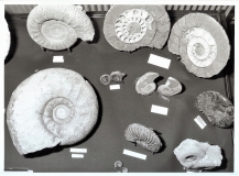 Ammonites