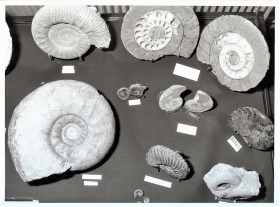 Ammonites