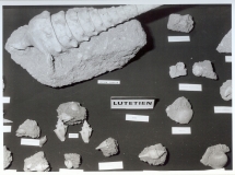 Lutétien