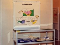 Vitrine1