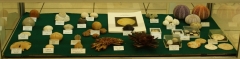 Vitrine avec les pièces de Michel N.