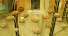Oursins de Kem Kem ( Maroc) - Cénomanien
