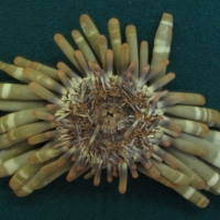 Oursin crayon - océan indien (récent)