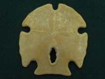 Encope grandis - Floride - Pleistocène