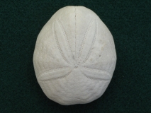 Eupatagus antillarum - USA