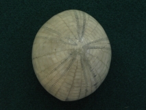 Echinocorys - Lamnezan - Crétacé