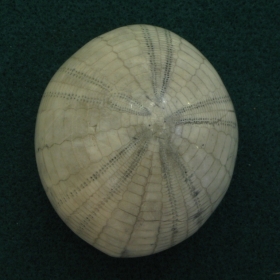 Echinocorys - Lamnezan - Crétacé