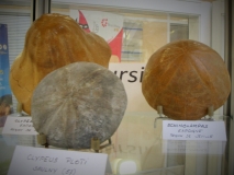 Clypeaster, Echinolampas, Clypeus ploti