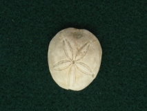 Clypeopygus marocana- Safi/Maroc