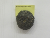 Reboulicidaris rebouli - Amallego/Maroc