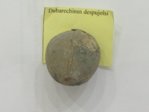 Dubarechinus despujolsi - Amallego/Maroc