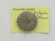 Diplopluelia atlasensis - Amallego/Maroc