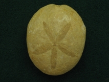 Echinantus placenta - Vérone (Italie) - Eocène