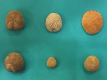 Oursins de Safi, Tafelney, ACTaroudant (Maroc)