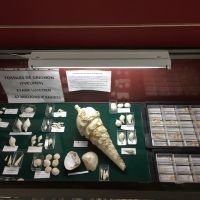 La vitrine des fossiles de Grignon.