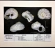 La planche Cirsochilus lamarckii de Delphin.