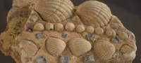 Fragments d' Opus musivum - © Sté d'archéologie et d'histoire de la Charente Maritime
