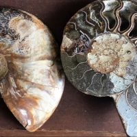 Coupe d'une ammonite révélant les loges calcitées