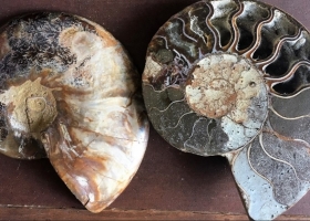 Coupe d'une ammonite révélant les loges calcitées
