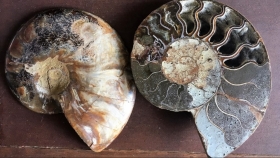 Coupe d'une ammonite révélant les loges calcitées
