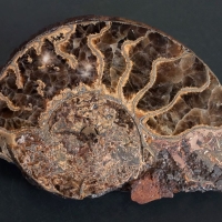 Coupe d'une ammonite de l'Aveyron (Toarcien, env. 185 MA)