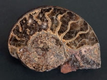 Coupe d'une ammonite de l'Aveyron (Toarcien, env. 185 MA)