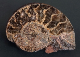 Coupe d'une ammonite de l'Aveyron (Toarcien, env. 185 MA)