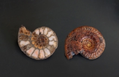 Coupe d'une ammonite de l'Ardèche © Christian Brion