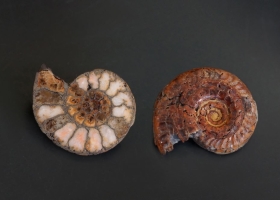 Coupe d'une ammonite de l'Ardèche © Christian Brion