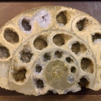 Coupe d'une ammonite de Normandie (Aalénien, env.170 MA) - loges calcitées