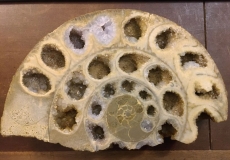 Coupe d'une ammonite de Normandie (Aalénien, env.170 MA) - loges calcitées
