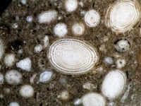 Alveoline, foraminifère benthique (étage Sparnacien -55,8 MA - Gorge de la Cesse près de Minerve (34) - Photo à travers trinoculaire