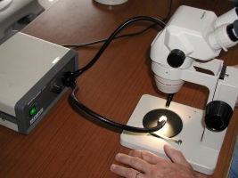 Observation de microfossiles avec loupe binoculaire