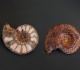Coupe d'une ammonite de l'Ardèche © Christian Brion