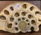Coupe d'une ammonite de Normandie (Aalénien, env.170 MA) - loges calcitées