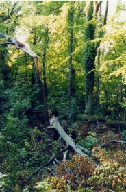 1991 - Après la tempète