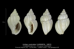 album GA 212
