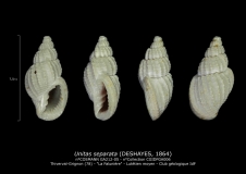 GA212-04 Unitas separata