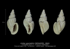 GA212-17 Unitas spectabilis