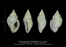 GA212-18 Unitas suturalis