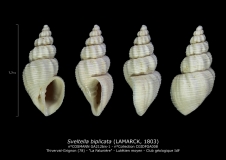 GA212bis-1 Sveltella biplicata