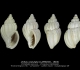 GA212-01 Unitas costulata