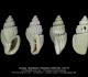 GA212-02 Unitas rhabdota rhabdota